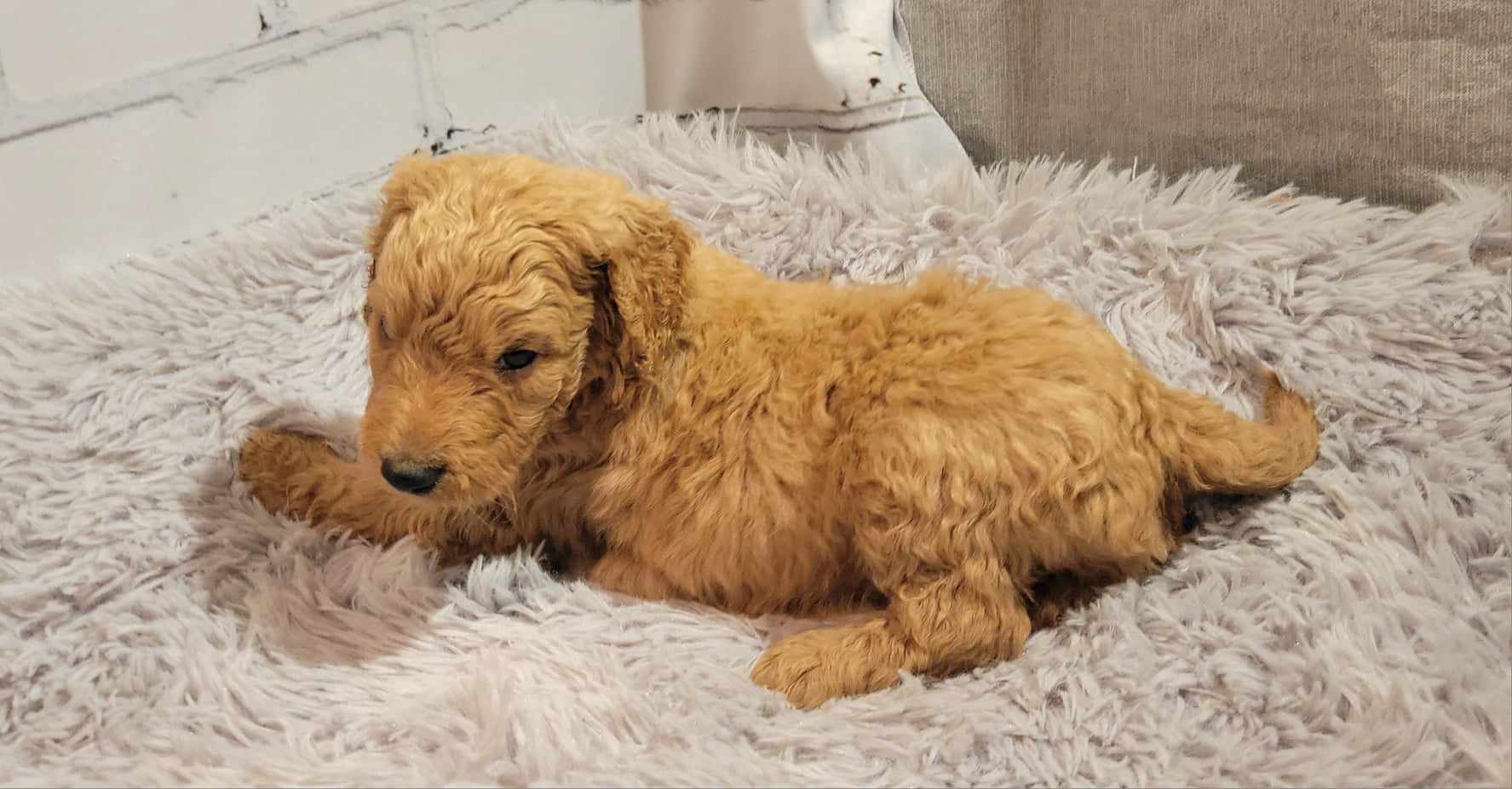 puppy, for, sale, Goldendoodle Mini F1B, Lana  Arnall, dog, breeder, Hartville, MO, dog-breeder, puppy-for-sale, forsale, nearby, find, puppyfind, locator, puppylocator, aca